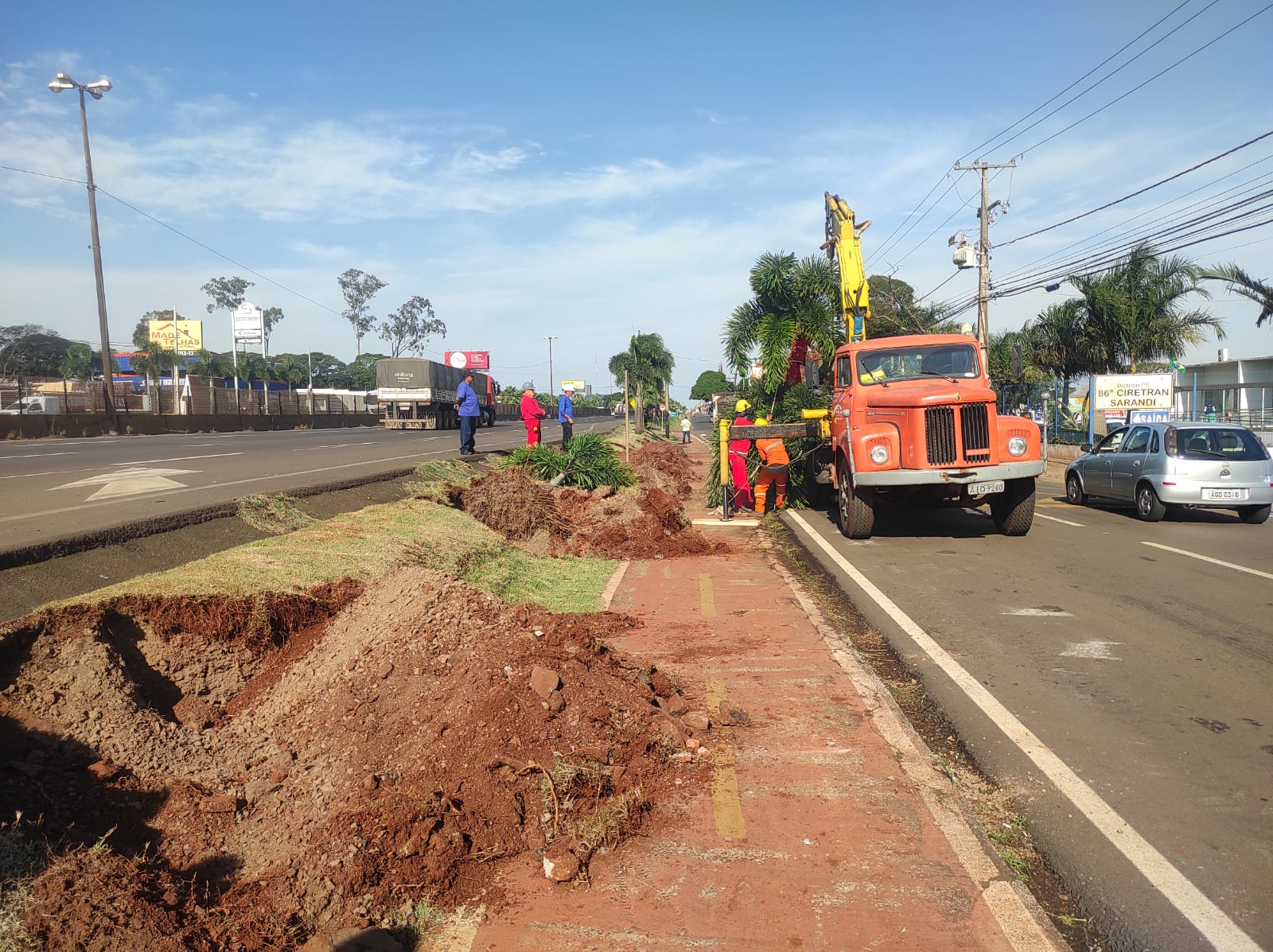 Palmeiras retiradas da beira da rodovia, para construção dos viadutos, são replantadas